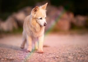 Hund Merry steht unter einem Regenbogen und blickt ruhig in die Ferne – Moment aus einem Regenbogenshooting bzw. End of life shoting kurz vor ihrem Gang über die Regenbogenbrücke.