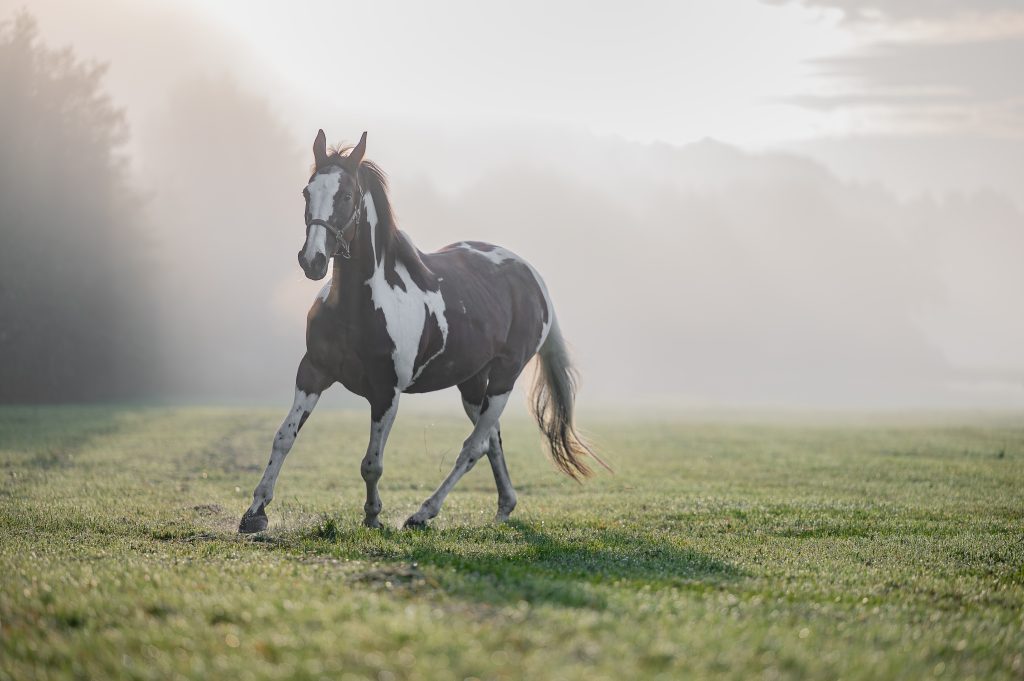 Scheckstute Pille beim Pferdefotoshooting bei Schrobenhausen, Ronja Wolf von Lupovision