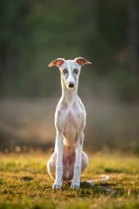 Whippet Portrait im Morgendunst – Hundefotografie bei Gersthofen