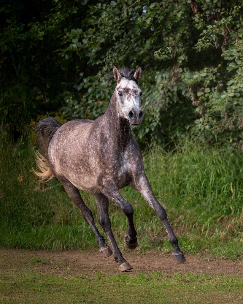 Araber Sabi im vollen Galopp bei Freilaufbildern bei einem Fotoshooting mit Lupovision