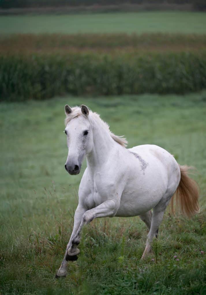 Schimmel Charlie im Galopp bei einem Fotoshooting mit Lupovision
