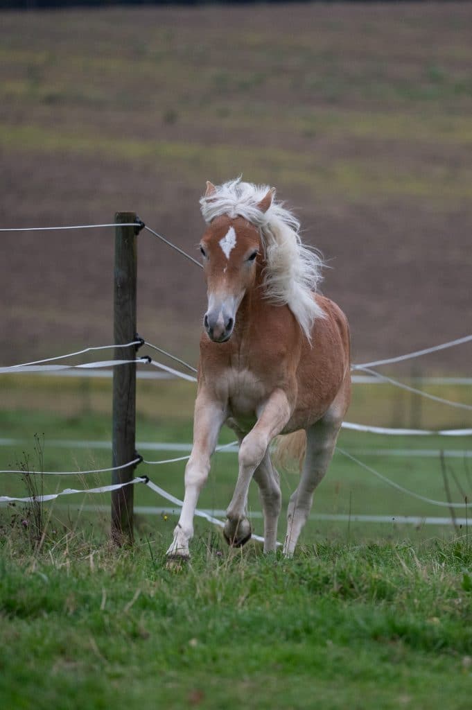 Haflingerfohlen Hanuta vor einem Fotoshooting mit Ronja Wolf von Lupovision