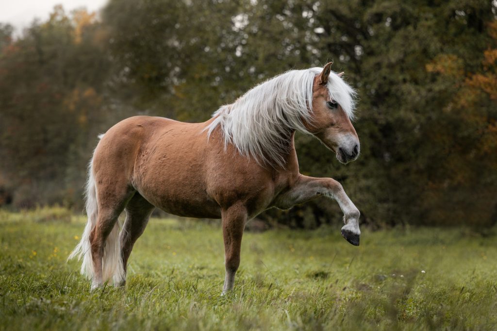 Haflinger Hexe bei einem Spanischen Schritt während einem Fotoshooting mit Lupovision