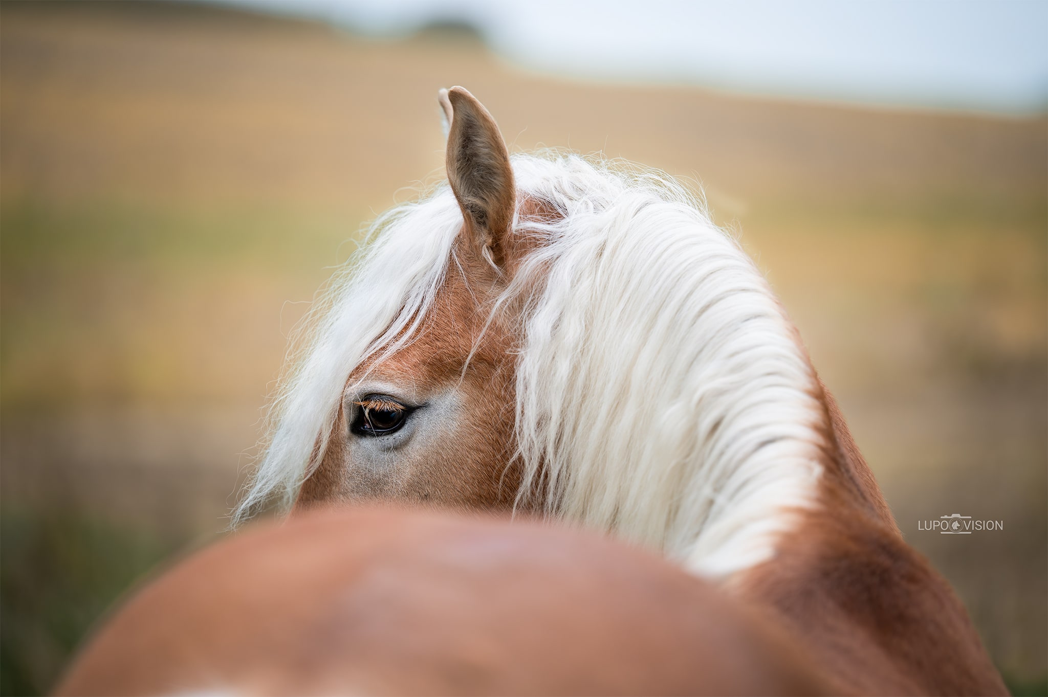 Haflinger Hanuta bei einem Fotoshooting mit Lupovision