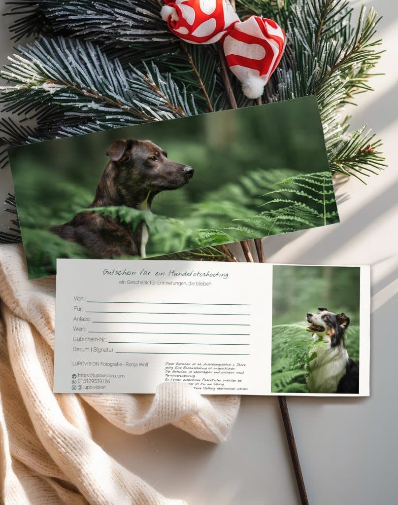 Beispielbild eines Lupovision-Gutscheins für ein Hundefotoshooting, eingebettet in ein winterliches Mockup mit Tannenzweigen und warmem Licht.