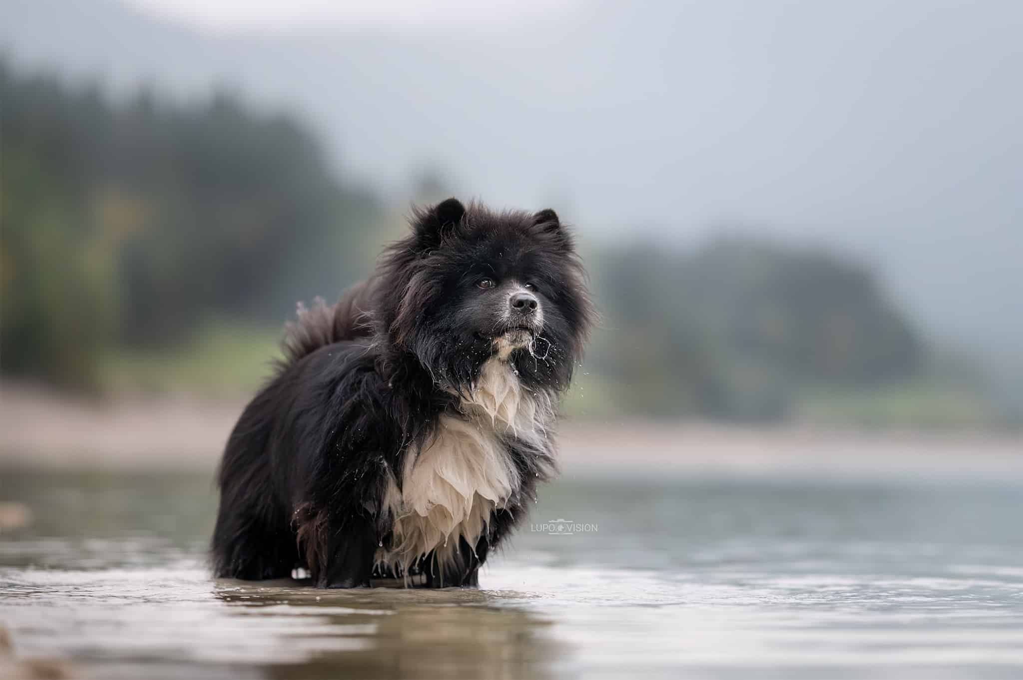 Hund im Wasser bei einer natürlichen Outdoor-Hundefotografie-Reportage – ruhige Szene in Wald- und Seenlandschaft.