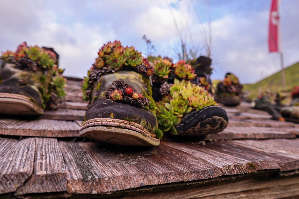 Alte Wanderstiefel mit alpinen Pflanzen auf einer Holzhütte im Karwendel, Symbol für Wandern mit Tieren Fotografie in den Bayerischen Alpen
