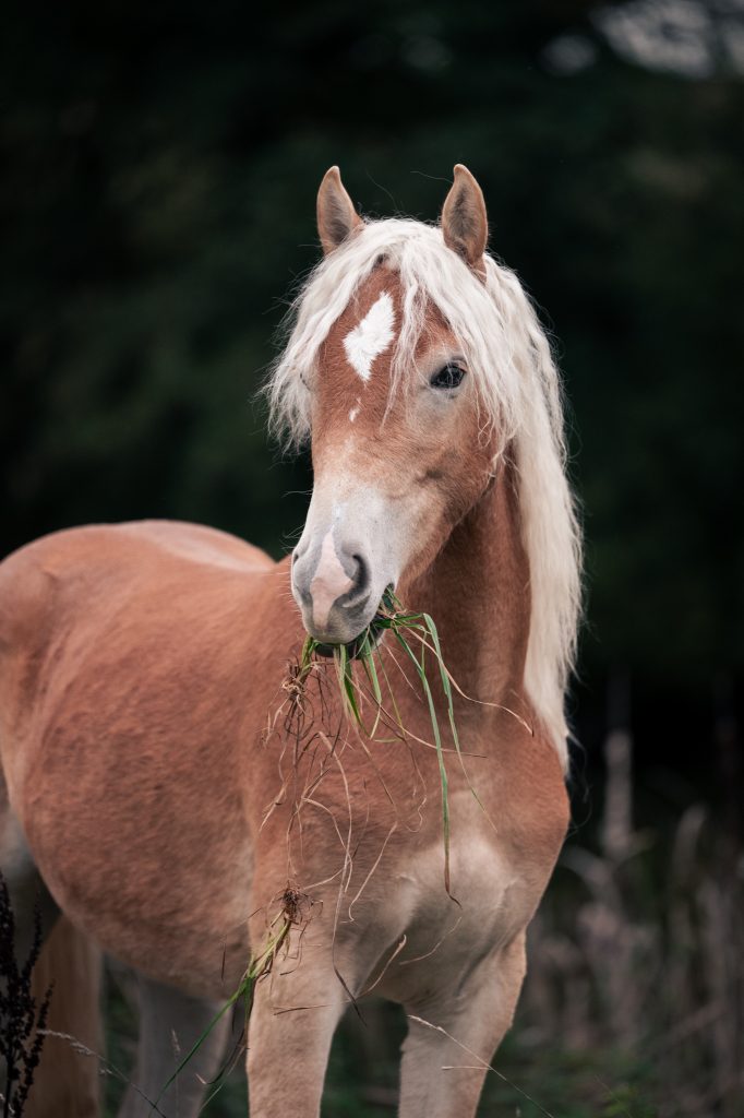 Haflingerfohlen bei Fotoshooting steht auf einer Wiese und frisst Gras, natürliche Pferdefotografie draußen ohne Inszenierung bei Aichach