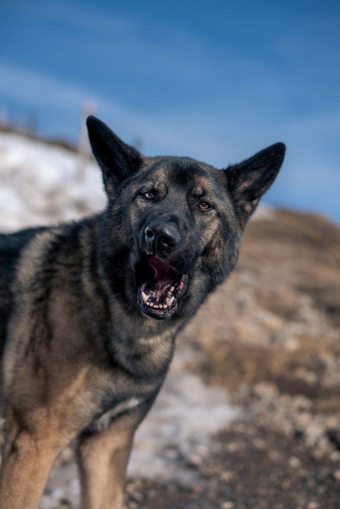 Hund steht in alpiner Umgebung und blickt aufmerksam in die Kamera beim Wandern mit Hund in den Bayerischen Alpen