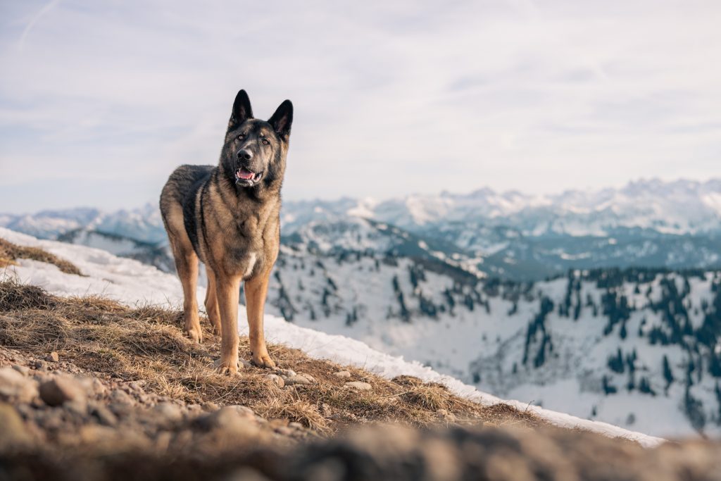 Hund steht auf einem Berghang am Hochgrat im Allgäu und blickt aufmerksam in die alpine Landschaft beim Wandern mit Hund