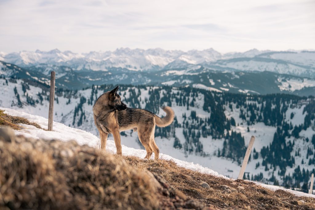 Hund steht auf einem schneefreien Berghang und blickt über die verschneite Alpenlandschaft beim Wandern mit Hund in den Bayerischen Alpen