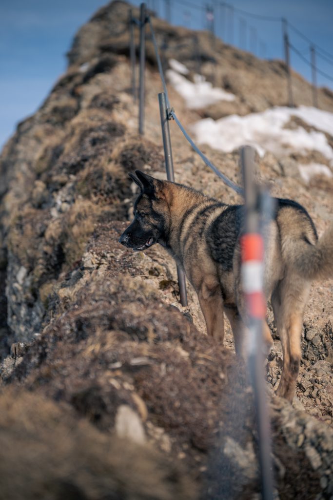 Schäferhundmix bei einer Wanderung zum Hochgrat im Allgäu