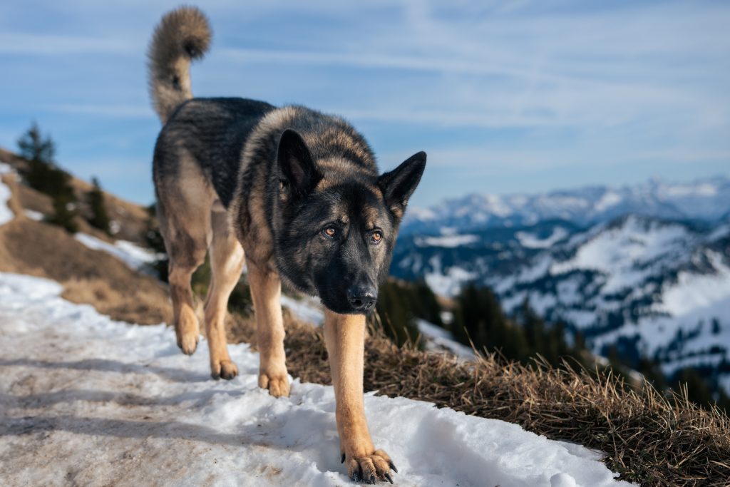 Ein Schäferhund Mix läuft auf einem Berggrat in den deutschen Alpen schräg auf die Kamera zu