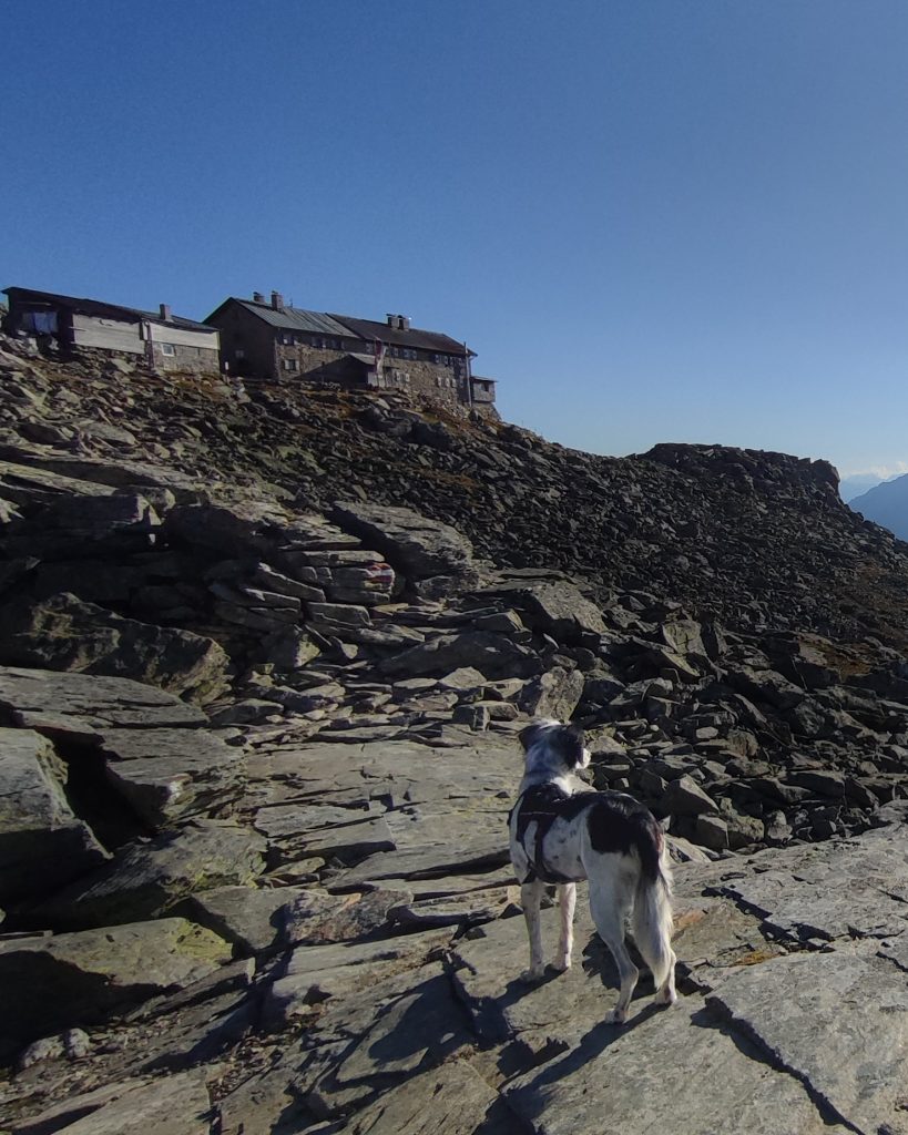 Hund auf steinigem Höhenweg unterhalb der Landshuter Europahütte beim Weitwandern in den Alpen