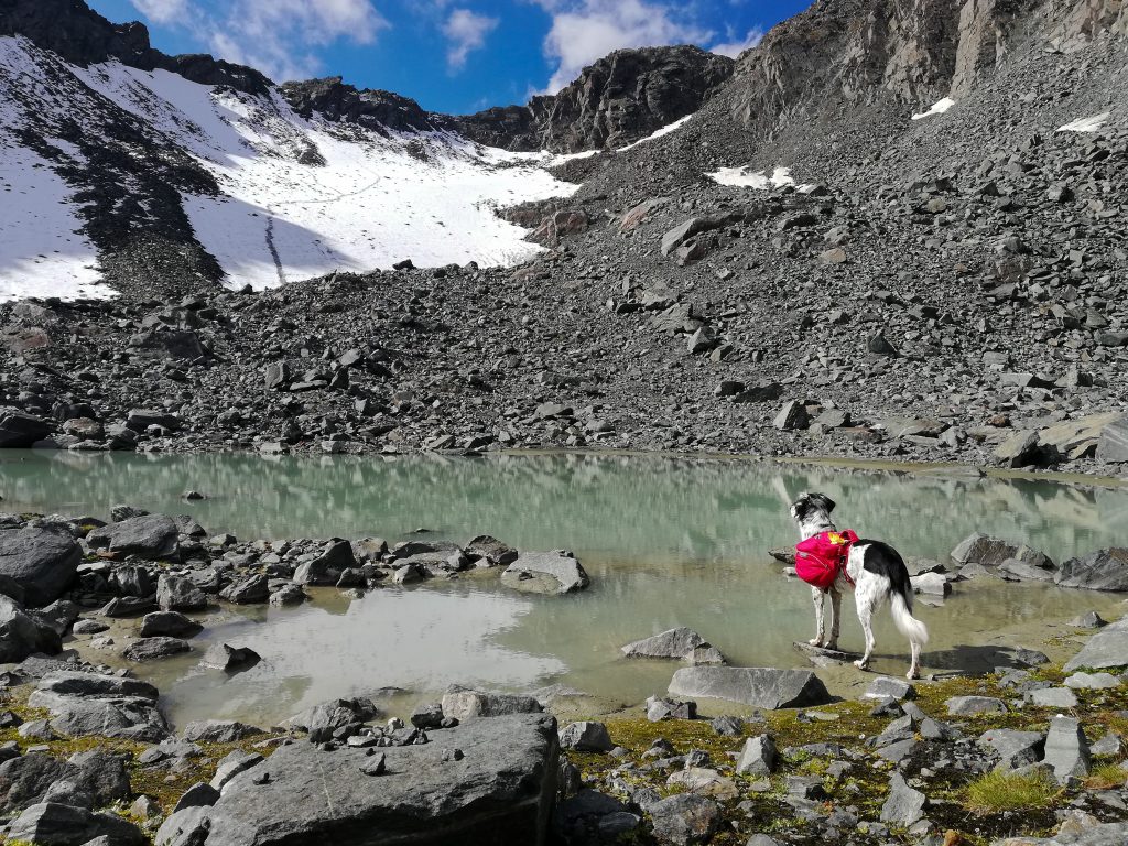 Hund mit Hunderucksack an einem Bergsee unterhalb des Atterkarjöchl in den Ötztaler Alpen auf einer Hüttenwanderung mit Hund