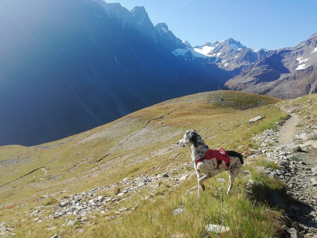 Hund auf alpinem Wanderweg in den Sellrainer Alpen oberhalb der Waldgrenze