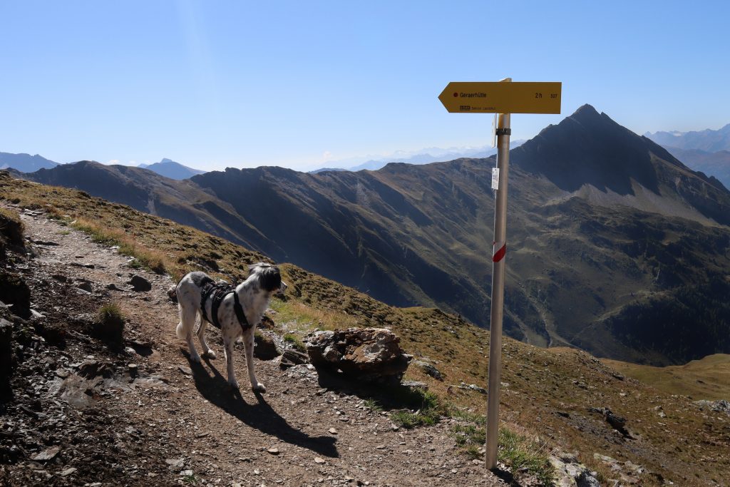 Hund auf Höhenweg neben Wegweiser zur Geraer Hütte in den Tuxer Alpen