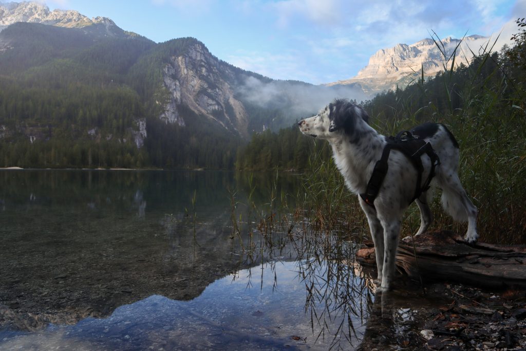 Hund am Ufer des Tovelsees in den Brenta-Dolomiten