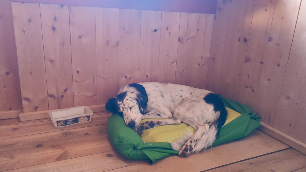 Hund schläft in seinem Bett nach einer Etappe beim Hüttenwandern